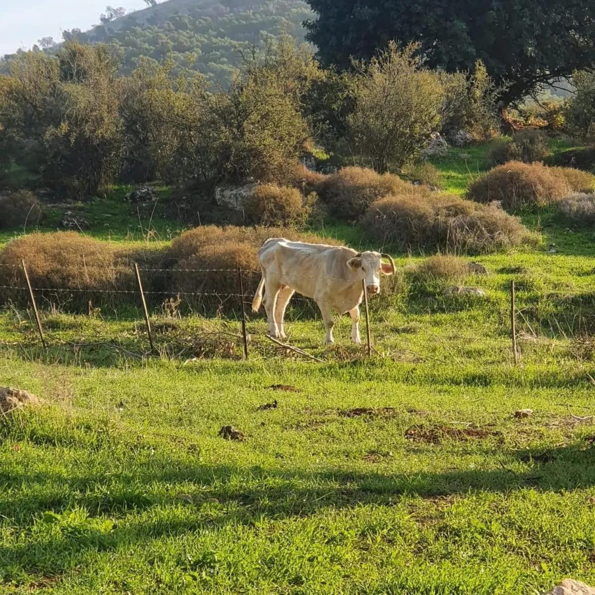 זריחה למרגלות הגלבוע Villa Nurit Exterior photo